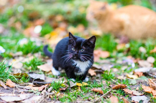 Cute little homeless kitten — Stock Photo, Image