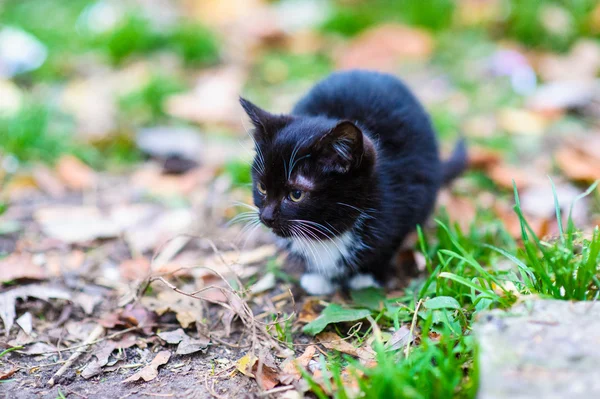 Roztomilé koťátko bez domova — Stock fotografie
