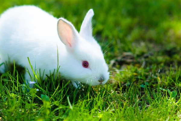 Engraçado bebê coelho branco na grama — Fotografia de Stock