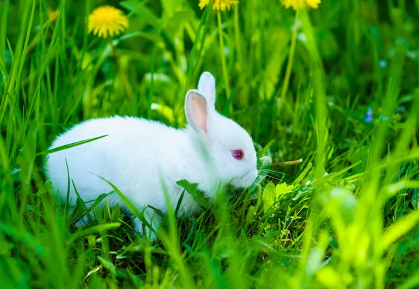 Funny baby wit konijn in gras — Stockfoto