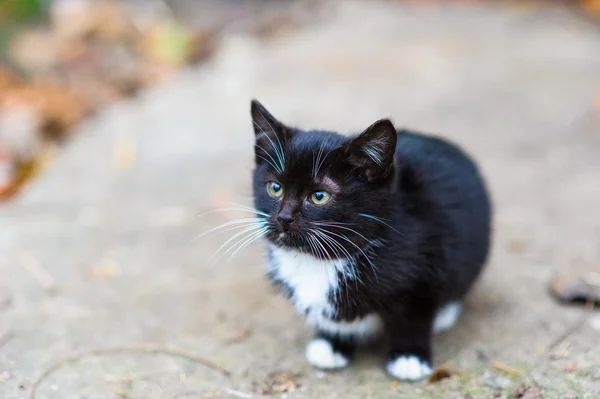 Sevimli küçük evsiz kedi yavrusu — Stok fotoğraf