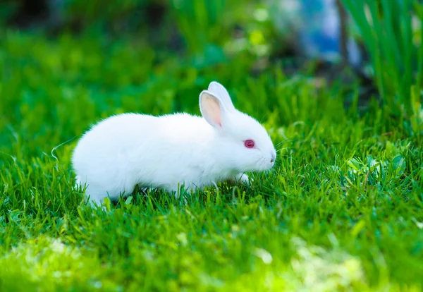 Funny baby wit konijn in gras — Stockfoto