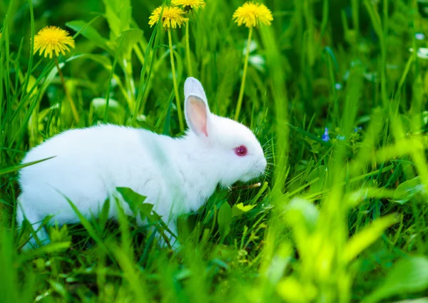 Funny dítě Bílý králík v trávě — Stock fotografie