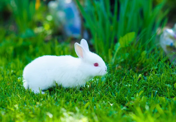 Divertido bebé conejo blanco en la hierba — Foto de Stock