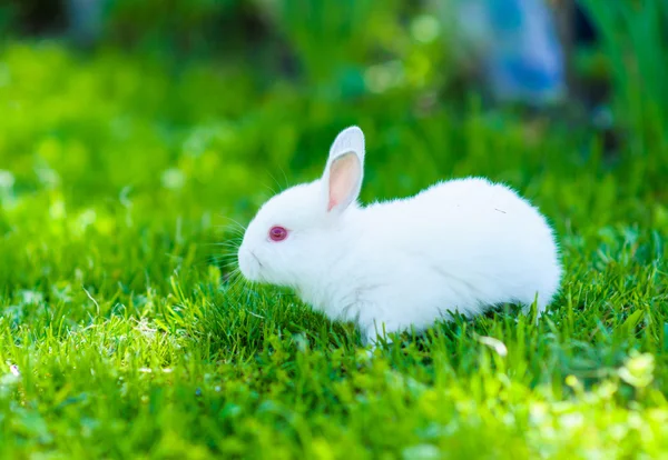 Divertido bebé conejo blanco en la hierba — Foto de Stock