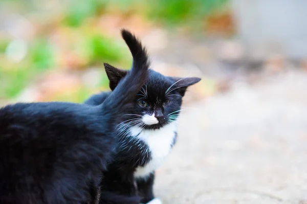 Bonito gatinho sem-teto — Fotografia de Stock
