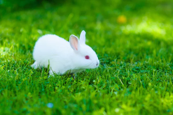 Divertido bebé conejo blanco en la hierba —  Fotos de Stock