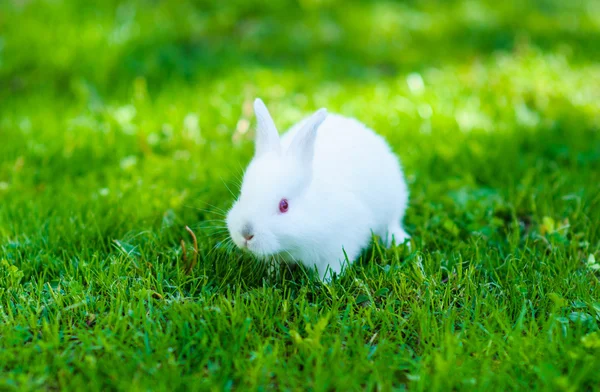 Funny baby wit konijn in gras — Stockfoto