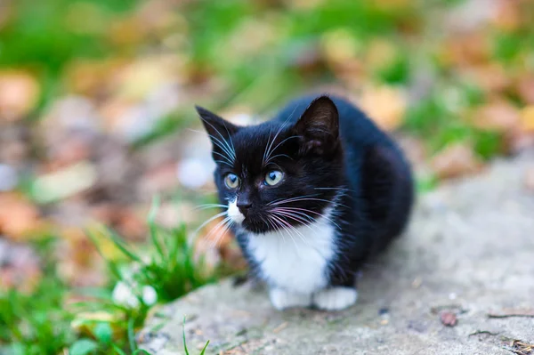 Lindo gatito sin hogar —  Fotos de Stock