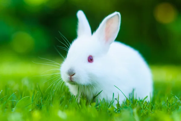 Divertido bebé conejo blanco en la hierba — Foto de Stock