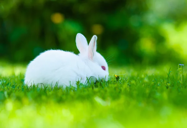 Engraçado bebê coelho branco na grama — Fotografia de Stock