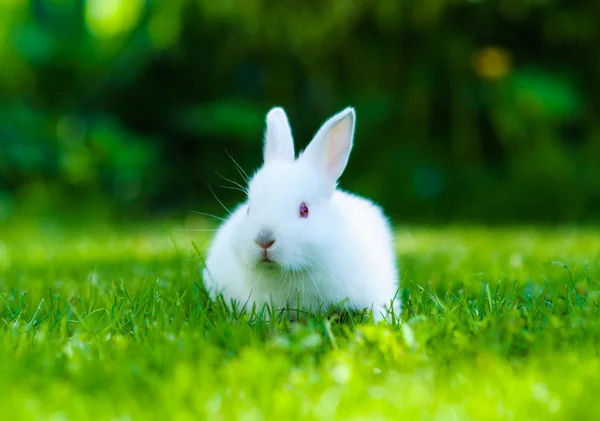 Divertente bambino coniglio bianco in erba — Foto Stock
