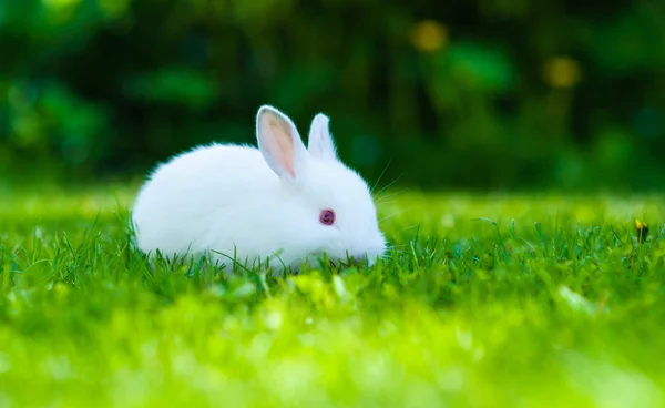 Funny baby wit konijn in gras — Stockfoto