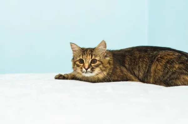 Gato en colchón con shallo DOF — Foto de Stock