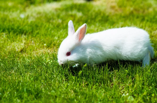 Divertido bebé conejo blanco en la hierba —  Fotos de Stock