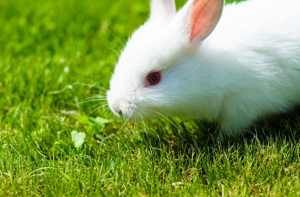 Divertido bebé conejo blanco en la hierba —  Fotos de Stock