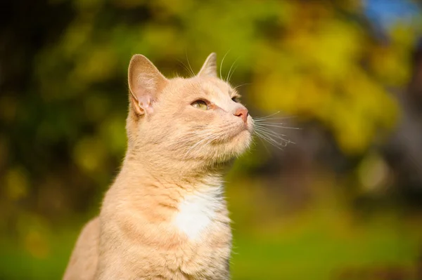 Рыжеволосая кошка — стоковое фото