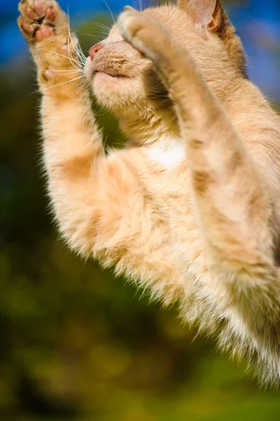 Grappige roodharige kat — Stockfoto