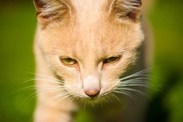 Vicces vörös hajú macska — Stock Fotó