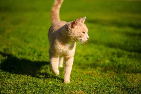 Gato pelirrojo divertido — Foto de Stock