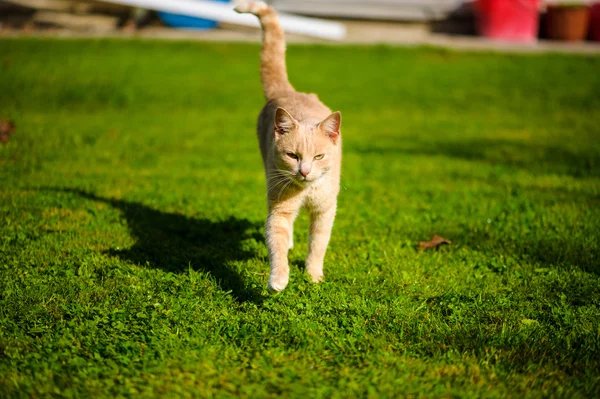 Gato pelirrojo divertido — Foto de Stock
