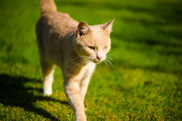 Pussig rødhåret katt – stockfoto