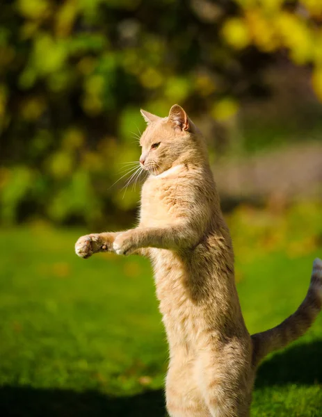 面白いジャンプする猫 — ストック写真