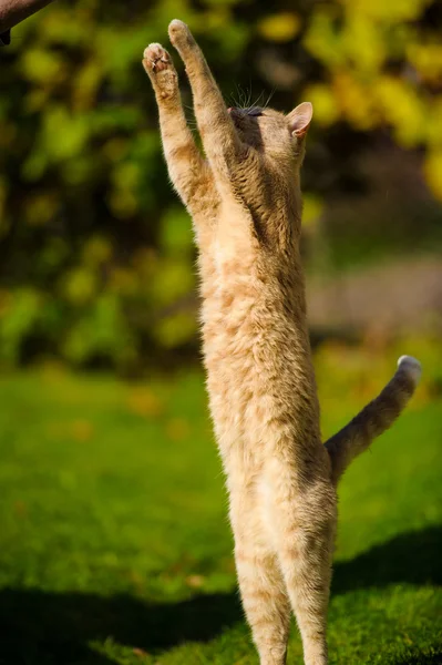 Gato de salto engraçado — Fotografia de Stock