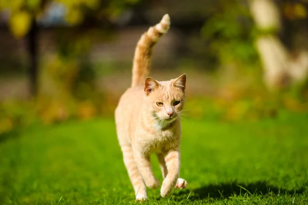 Yeşil çimenlerin üzerinde çalışan kedi