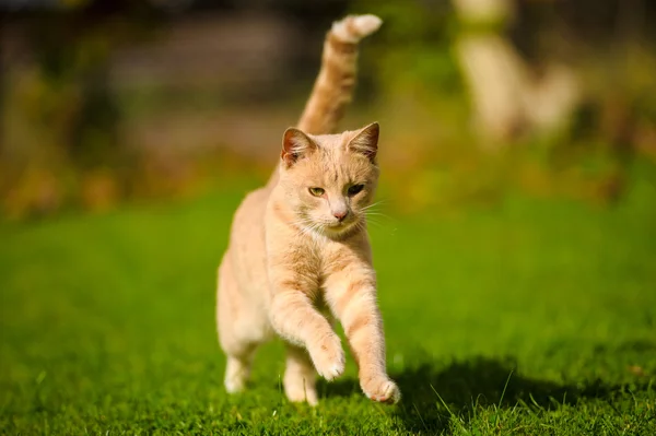 Funny red-haired cat — Stock Photo, Image