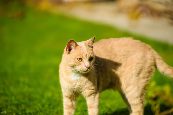 Gato pelirrojo divertido — Foto de Stock