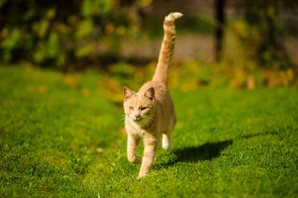 Kat uitgevoerd op groen gras — Stockfoto