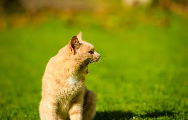 Pussig rødhåret katt – stockfoto