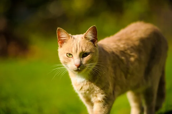 Pussig rødhåret katt – stockfoto