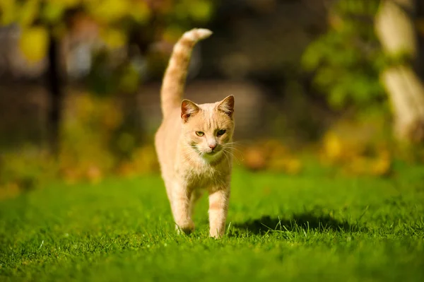 面白い赤髪猫 — ストック写真