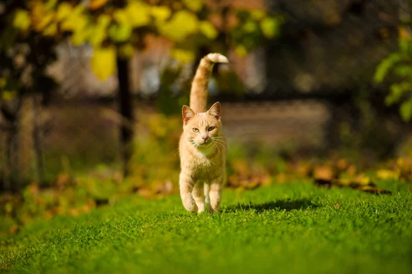 Gato pelirrojo divertido — Foto de Stock