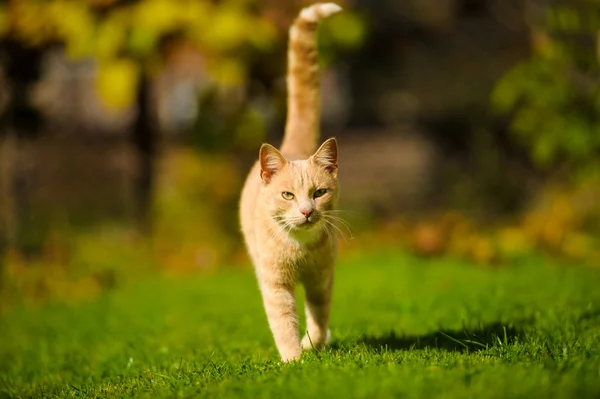 面白い赤髪猫 — ストック写真