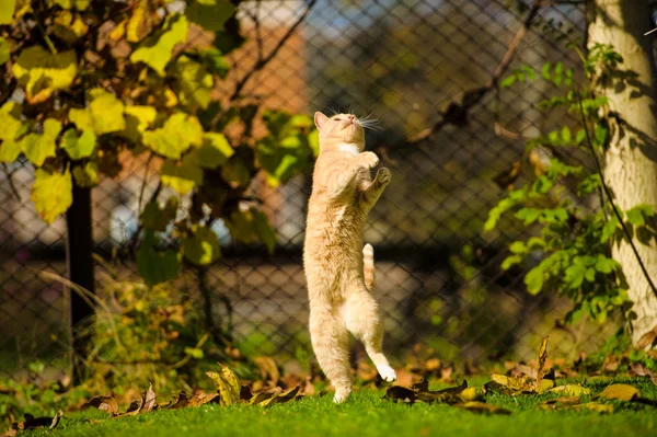 Funny jumping cat — Stock Photo, Image