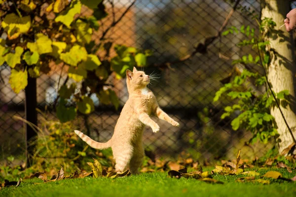 Gato de salto engraçado — Fotografia de Stock