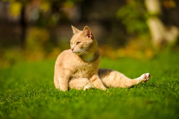 Rolig rödhåriga katt — Stockfoto
