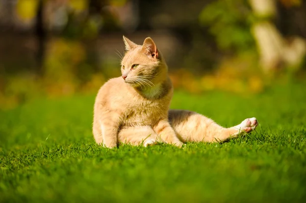 Gato ruivo engraçado — Fotografia de Stock