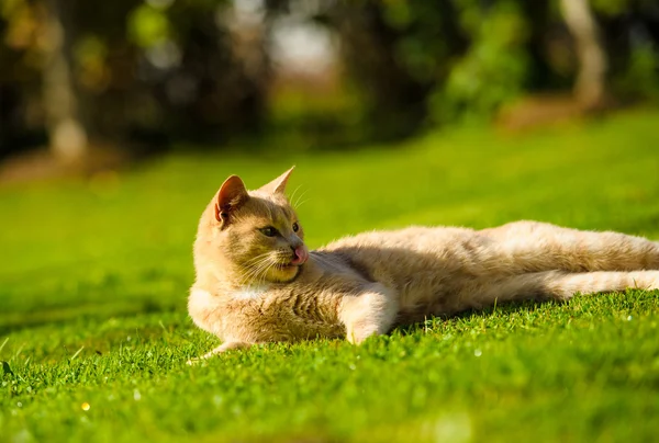 Lustige rothaarige Katze — Stockfoto