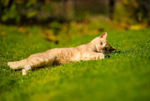 Rolig rödhåriga katt — Stockfoto