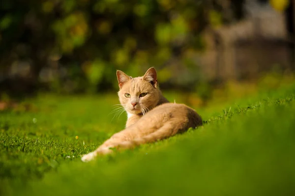 Lustige rothaarige Katze — Stockfoto