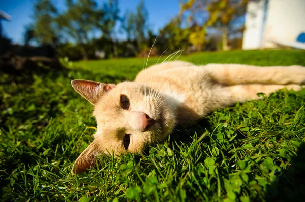 Drôle de chat roux — Photo