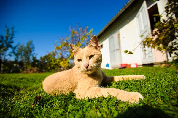 Rolig rödhåriga katt — Stockfoto