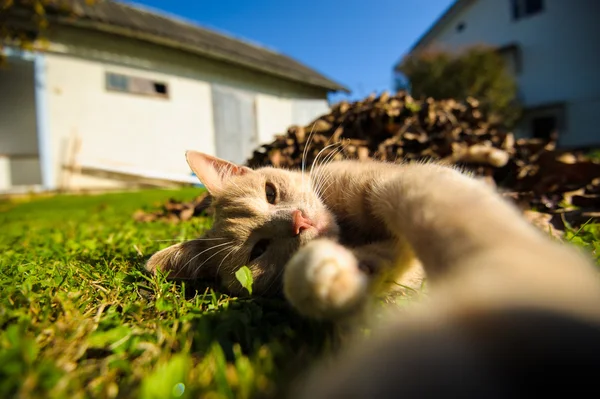 Komik Kızıl saçlı kedi selfie yapıyor