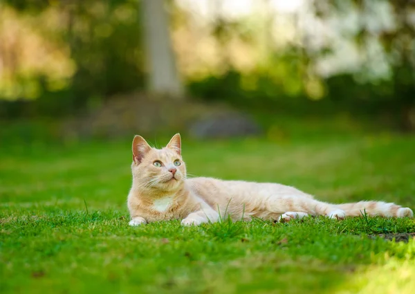 有趣的红发猫 — 图库照片