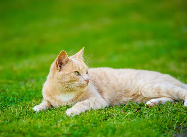 Lustige rothaarige Katze — Stockfoto