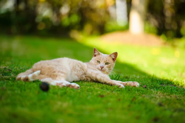 有趣的红发猫 — 图库照片